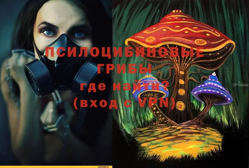 мега tor  Воскресенск  Псилоцибиновые грибы Psilocybine cubensis 